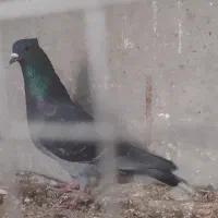 کبوتر|پرنده|خورموج, |دیوار