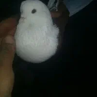 کبوتر