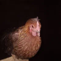 ۶ عدد مرغ تخم گذار لری اصل و یه خروس|حیوانات مزرعه|رومشکان, |دیوار