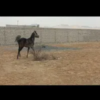 کره مادیان اصیل آینده دار