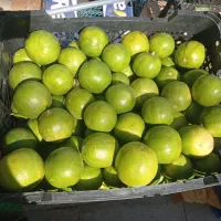 ارزانسرای میوه و تره بار بختیاری|خوردنی و آشامیدنی|فولادشهر, B7|دیوار