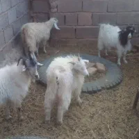 چندتا کره و بز