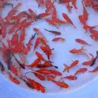 فروش عمده ماهی قرمز و گلفیش شب عیدی و مخصوص شکار