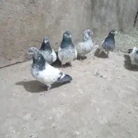 سلام ۶ تا دوم سبز