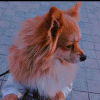 سگ خانگی اصل  آموزش دیده باهوش|سگ|میاندوآب, |دیوار