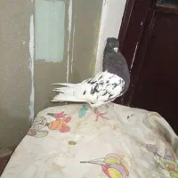 کبوتر کله ای|پرنده|اهواز, شهرک دانشگاه|دیوار