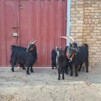 بزشیرازی|حیوانات مزرعه|اراک, |دیوار