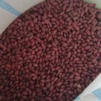 لوبیا‌قرمز‌تازه‌امسال‌۱۴۰۴