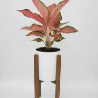 پایه گلدان چوبی|گل و گیاه طبیعی|آستانه اشرفیه, |دیوار