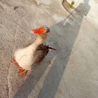 غاز|حیوانات مزرعه|تهران, میدان ولیعصر|دیوار