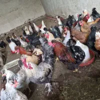 مرغ و خروس محلی تخم گذار