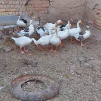 غاز