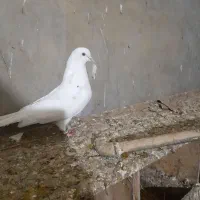 کبوتر مسافتی و پرشی|پرنده|آق قلا, |دیوار