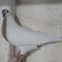 کبوترپرشی|پرنده|ری, فیروزآباد|دیوار