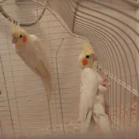 عروس هلندی