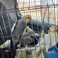 تعدادی عروس هلندی ۴ عدد