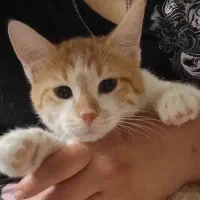 گربه ۵ ماهه|گربه|سنقر, |دیوار