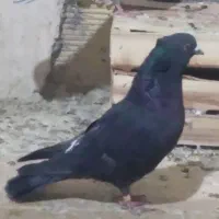 ۴۰عدد کفتر غریب همه پرشتی