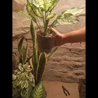 گل طبیعی|گل و گیاه طبیعی|زابل, |دیوار