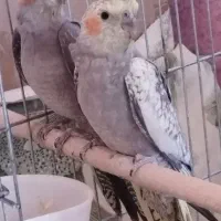 عروس هلندی جفت همراه قفس