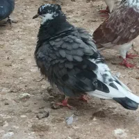 فروش کبوتر پرشی