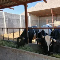 گوساله