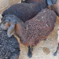 بره نر پای پروار از جنس عالی وزن یکی۵۰ کیلو