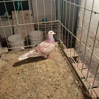 کفتر|پرنده|صوفیان, |دیوار