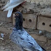 کفتر کله توپی چینگریز خرطومی