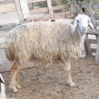 گوسفند و بره
