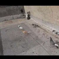 کبوتر یا کفتر|پرنده|مینودشت, |دیوار