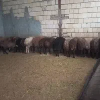 گوسفند|حیوانات مزرعه|کوهدشت, |دیوار