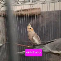 عروس هلندی فروش فوری|پرنده|تهران, قلمستان|دیوار