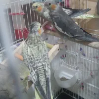 عروس هلندی|پرنده|لاهیجان, انقلاب|دیوار