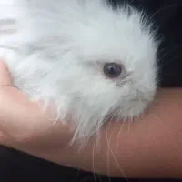 خرگوش دوست داشتنی|موش و خرگوش|بهبهان, |دیوار