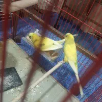 مرغ عشق باجوجه|پرنده|کرج, فاز ۱ مهرشهر|دیوار