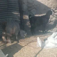 دو عدد کهره|حیوانات مزرعه|شیراز, سینما سعدی|دیوار