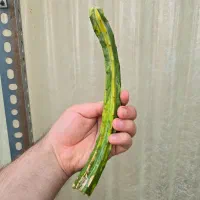 گل طبیعی کاکتوس ابلق