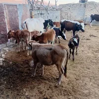 ۱۴ راس گوساله  گاو|حیوانات مزرعه|ابرکوه, |دیوار