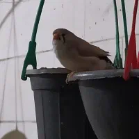 فنچ رنگ پاستیل|پرنده|اهواز, منازل کارون|دیوار