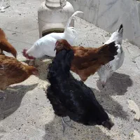 مرغ وخروس