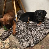 واگذاری|سگ|رشت, کوی حسینی|دیوار