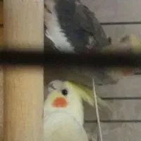 پرنده عروس هلندی|پرنده|اردکان, |دیوار