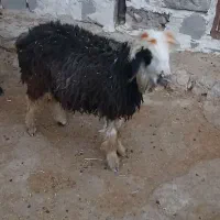 فروش بره|حیوانات مزرعه|ایذه, |دیوار