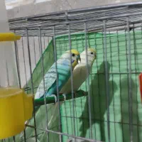 مرغ عشق  نژاد برزیلی با قفس و مقداری وسائل|پرنده|جوانرود, |دیوار