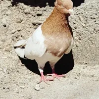 کبوتر 10تا پرشی یدونه کله زرد ماده