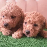 مینی پودل فرفری