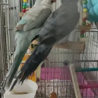 راهب جفت