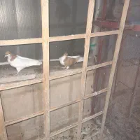 تعدادی کفتر رنگی .واکسن خورده.از پر دراومده|پرنده|قزوین, |دیوار