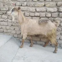 بز ماده جوان سالم سرحال چاق مناسب قربانی